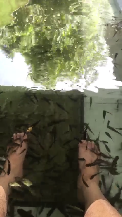 Terapi Ikan Rule Athallah