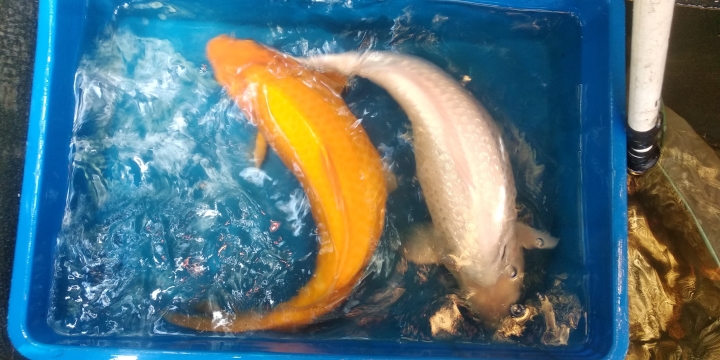 Ikan Koi Warna Emas dan Putih