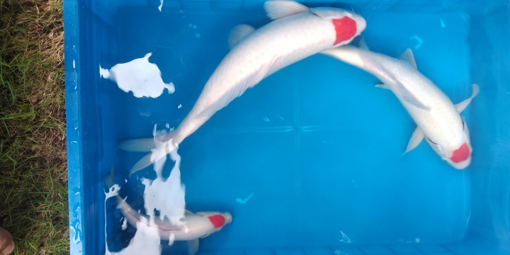 Ikan Koi Warna Putih