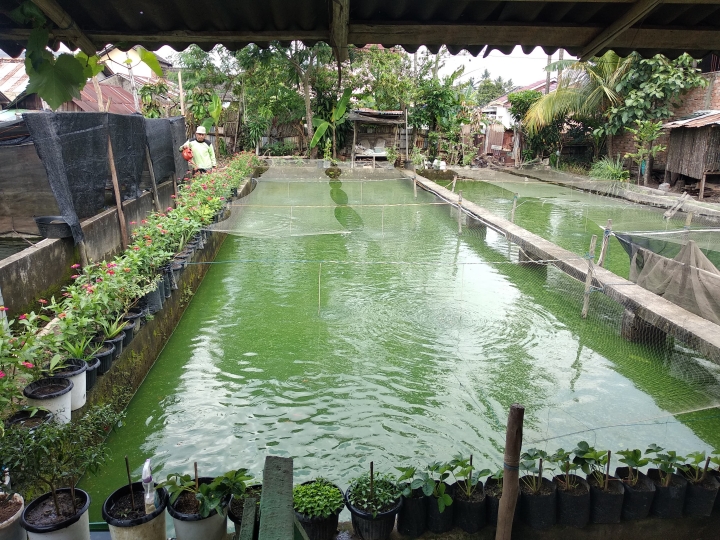 Lokasi Budidaya Ikan Koi MusiKoi Palembang